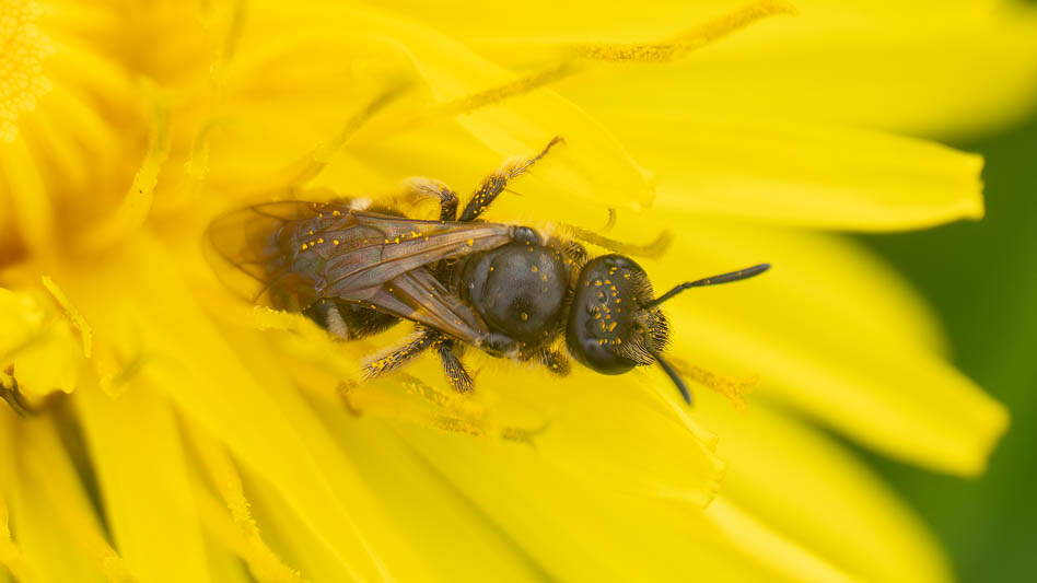 Lasioglossum lativentre.jpg